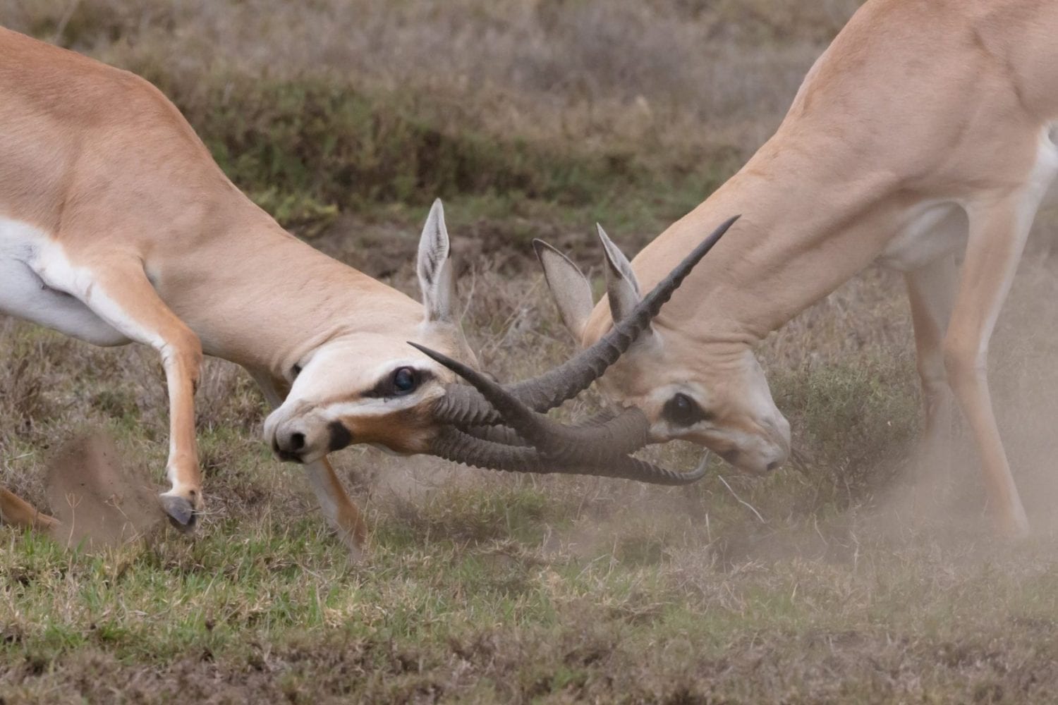 Two gazelles locking horns