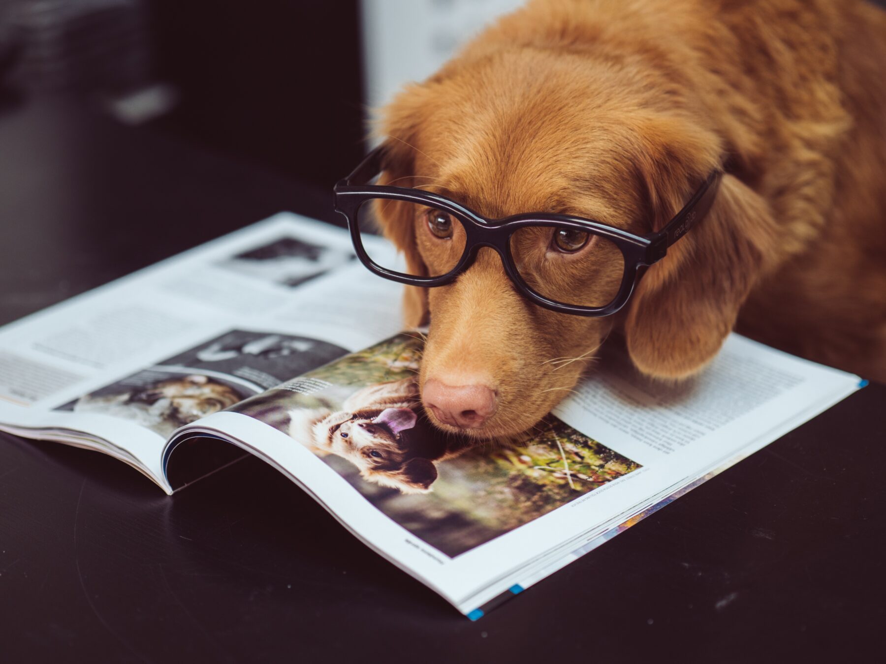 A dog with glasses on reading a magazine